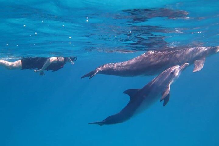 Dolphin House, amazing trip with snorkeling and dolphin watching image