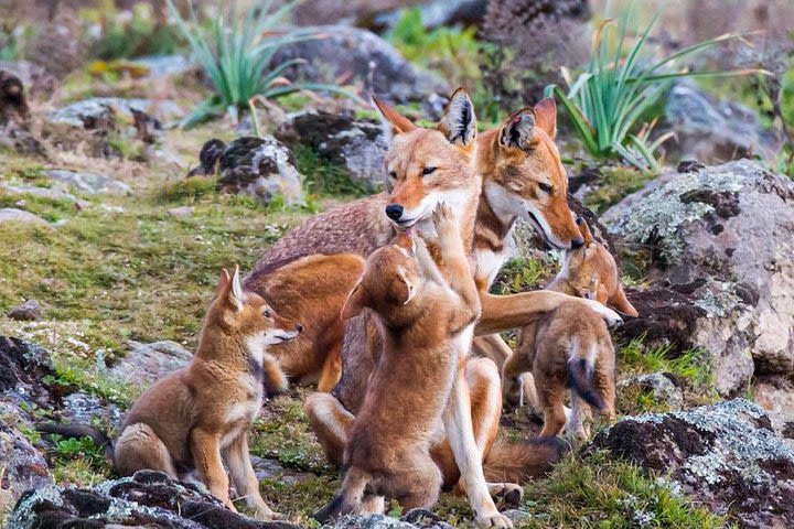 Bale Mountains National Park – 5 Day Tour image