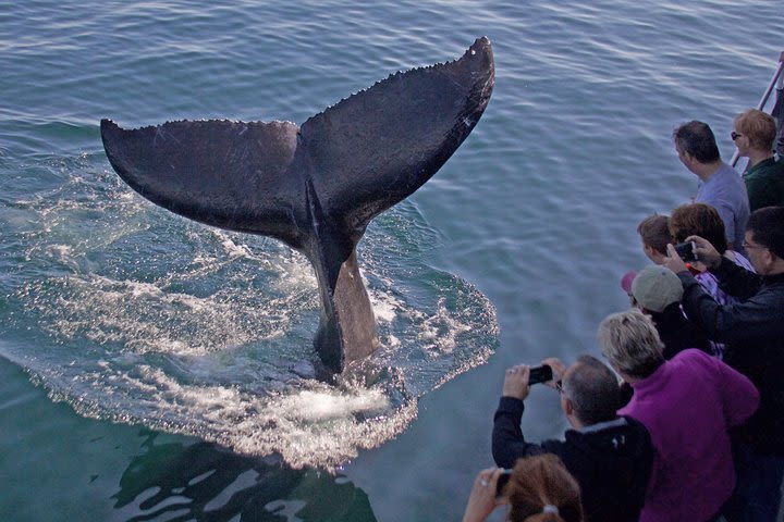 Whale Watching Trips to Stellwagen Bank Marine Sanctuary. Guaranteed sightings! image