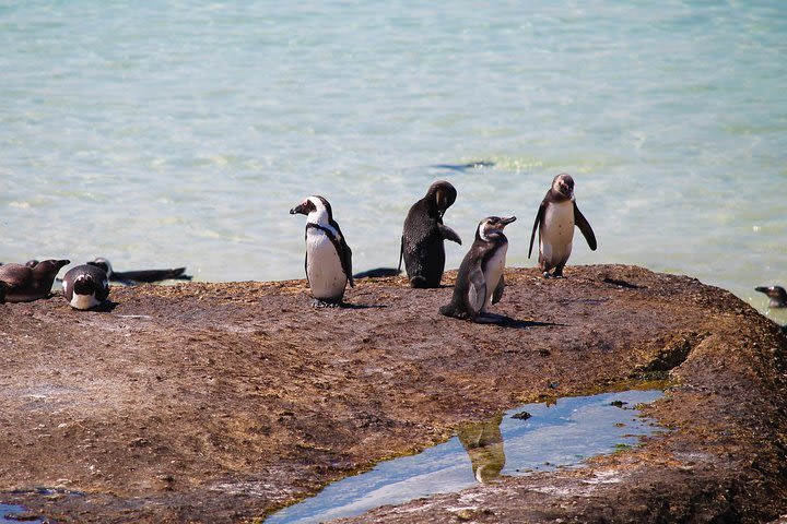 Penguin Encounter Boulders Beach Half Tour Day from Cape Town image