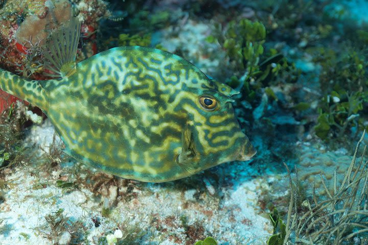 Cozumel diving image