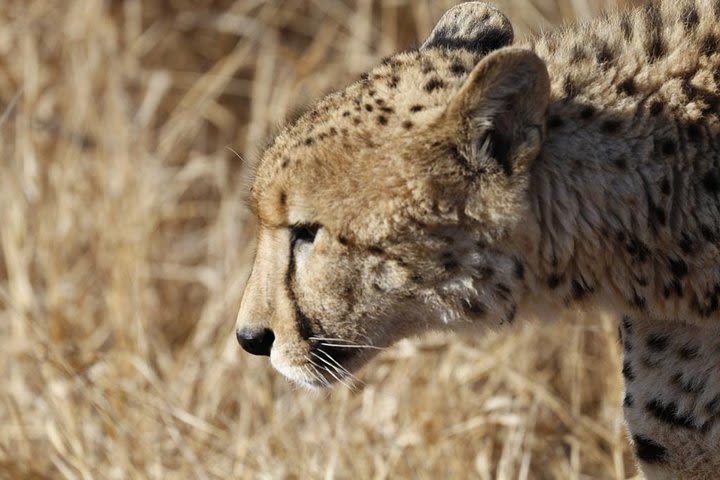 Dinokeng Game Reserve Near Johannesburg South Africa image