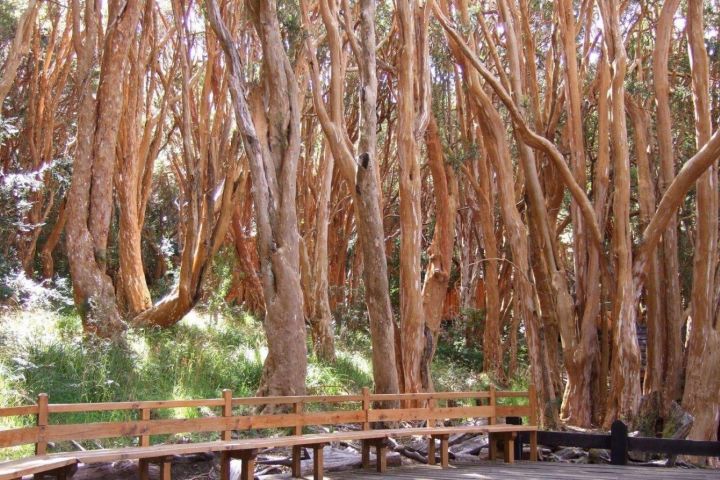 Victoria Island & Arrayanes Forest Boat Tour image