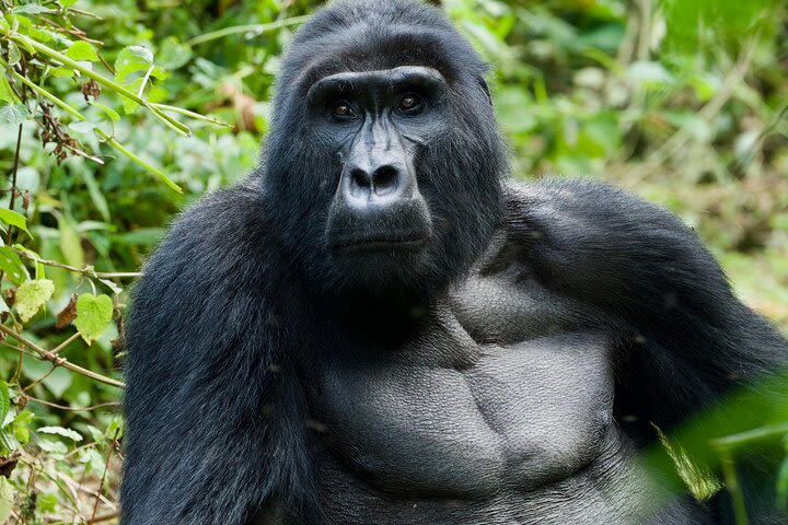 3 days gorilla trekking Bwindi safari image