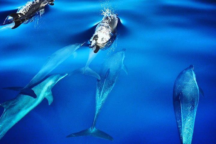 Whale watching in Panama image