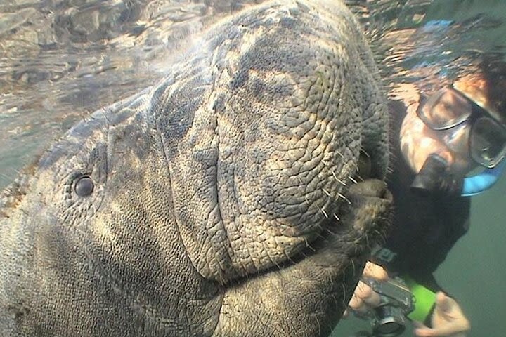 Swim with the Manatees, Wildlife Park, Airboat Ride - the original 'Florida Adventure Tour'  image