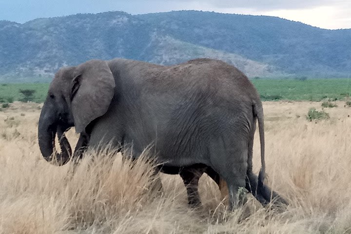 6 Days Safari to Udzungwa Mountain NP, Ruaha NP and Mikumi NP  image