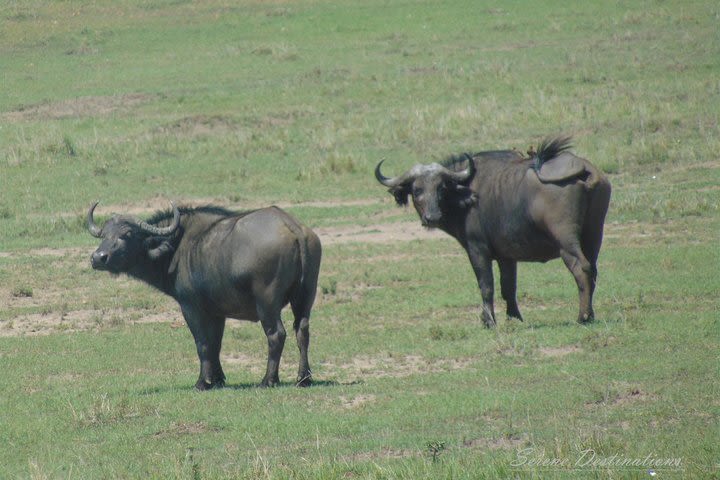 6 Days Safari to Lake Nakuru, Maasai Mara, lake Naivasha and Amboseli image