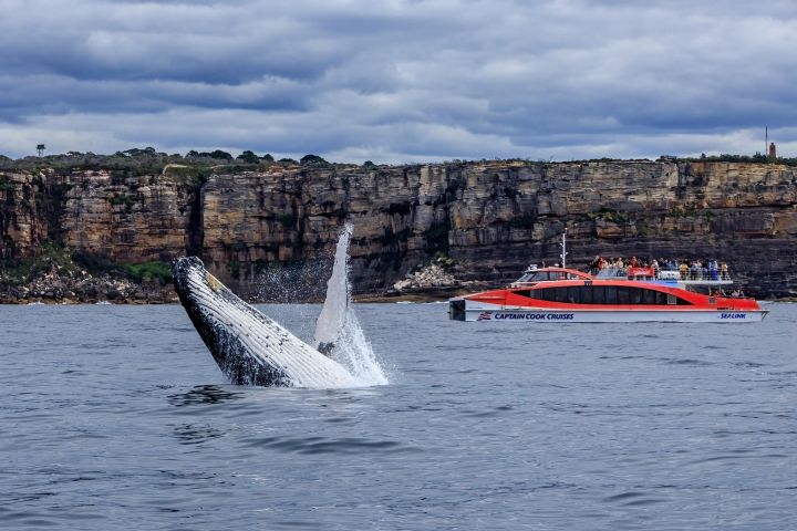 Sydney Whale Watching & Harbour Cruise image
