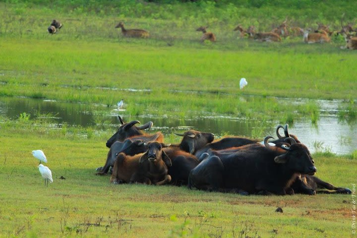 Udawalawe Safari Private Day Trip from Bentota and Kalutara Areas image