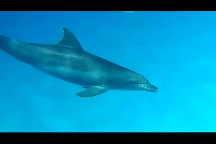Nefertari seascope boat Trip from Marsa alam image