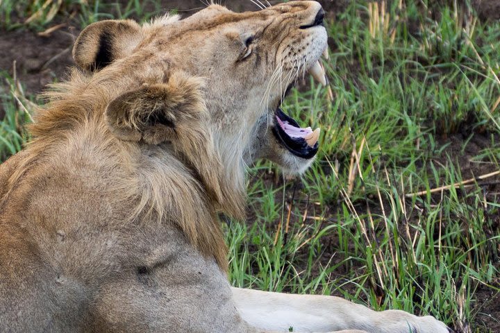 10-Day Nature Wildlife Experience Safari with Boat Trip image