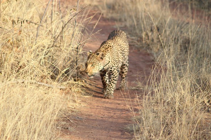 5 Day Namibian Wildlife Self-Drive Safari (D,B&B) image