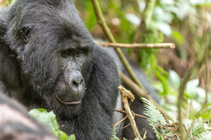 3 Day Rwanda Gorilla Safari - mid-Range Safari image