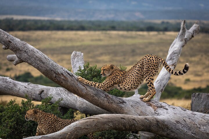 Day Safari at Pumba Private Game Reserve image