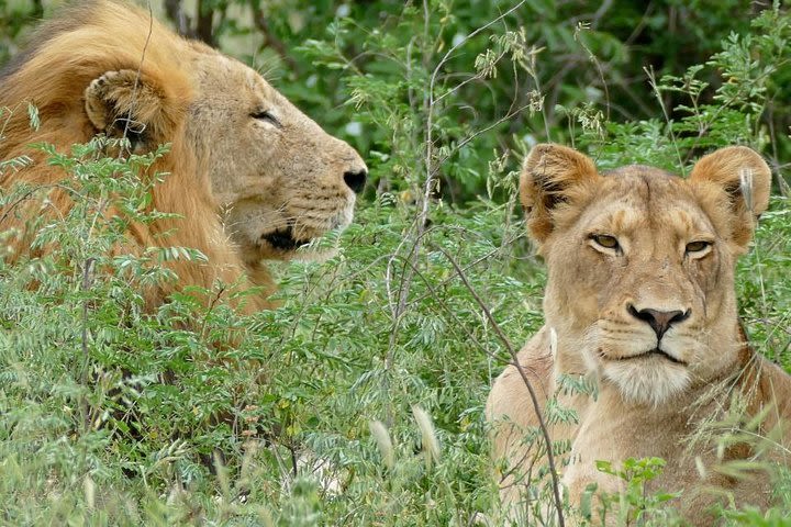 6 days Safari - Northbound Wildlife Migration (July to October only) image