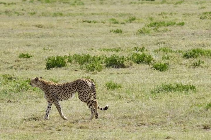 Wildlife Camping Safari: 2 Days, 1 Night: Tarangire, Ngorongoro Crater  image