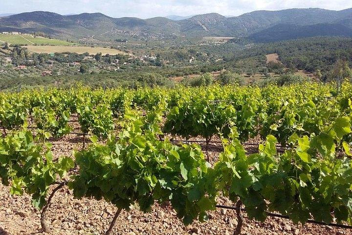 Wine tour aroud vineyards of Cagliari  image