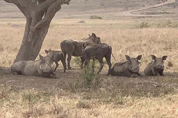 1 Day Akagera National Park Experience image