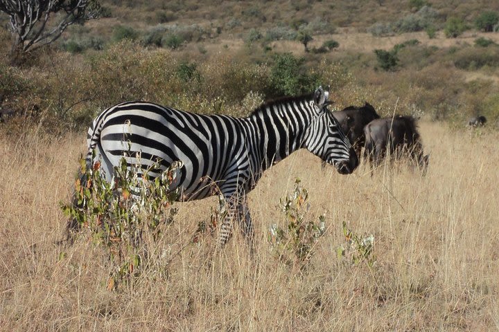 Kenya Safari Package to Amboseli National Park for 2 days image