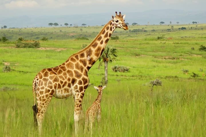 3 Days Murchison Falls National Park Uganda image