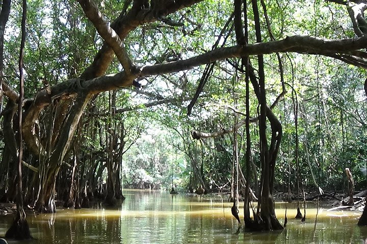 Full-Day Little Amazon and Sri Phang Nga National Park from Khao Lak image