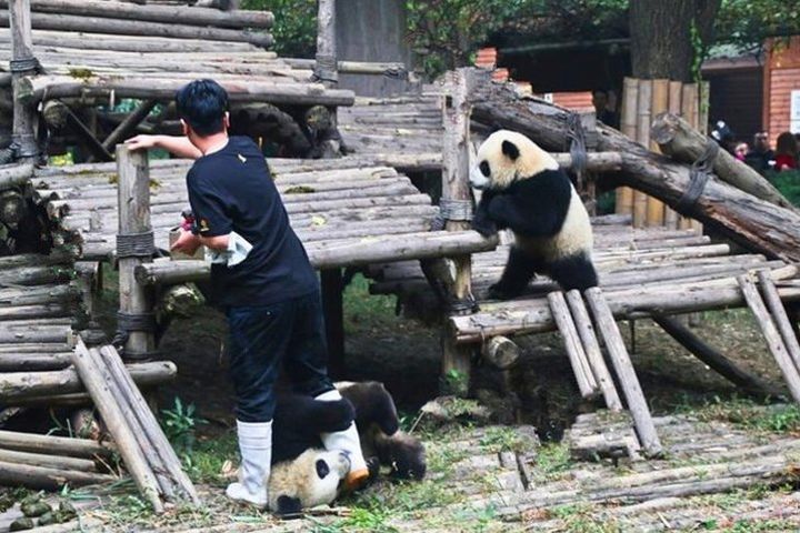 Private Chengdu Panda Breeding Center Day Trip With From Xi'an By Bullet Train image
