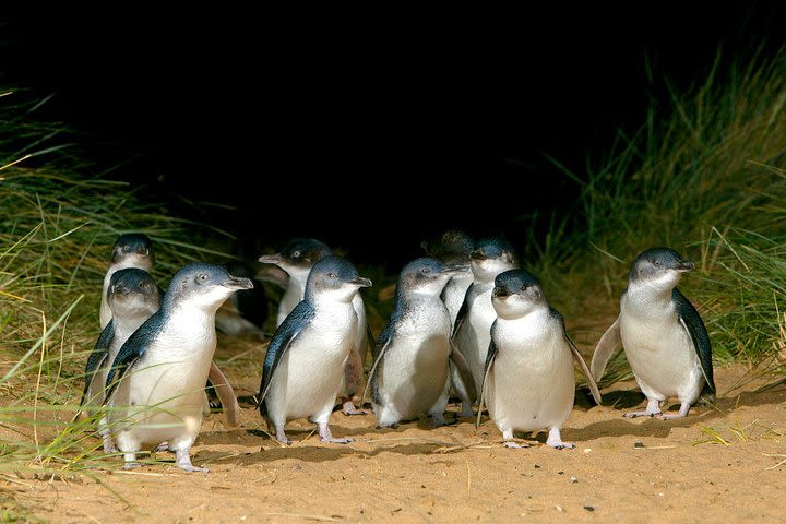 Phillip Island Penguin Parade tour from Melbourne image