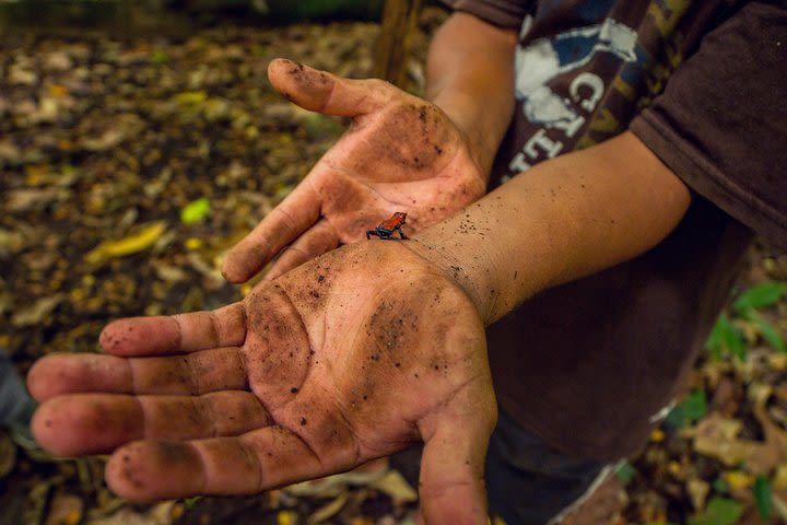 Maleku Indigenous Reserve Tour image