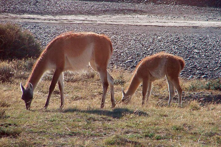 5-Day Tour Glaciers of Patagonia from Puerto Natales image