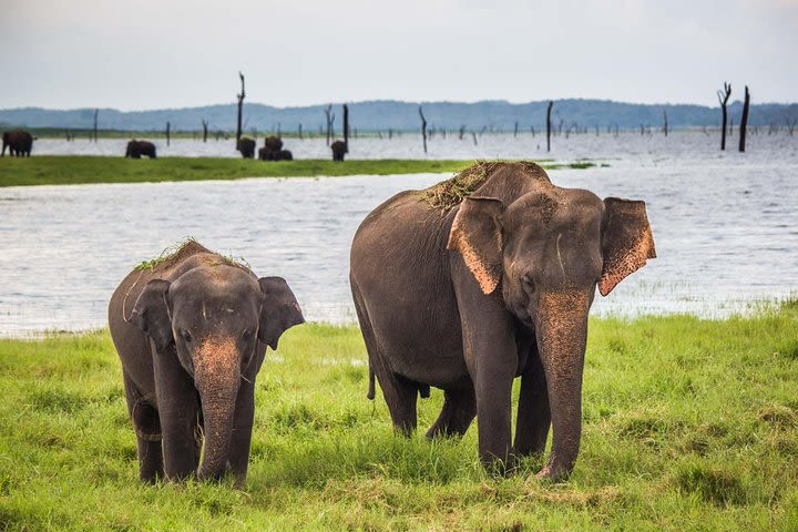 Udawalawe National Park Safari with Elephant Transit Home Visit image