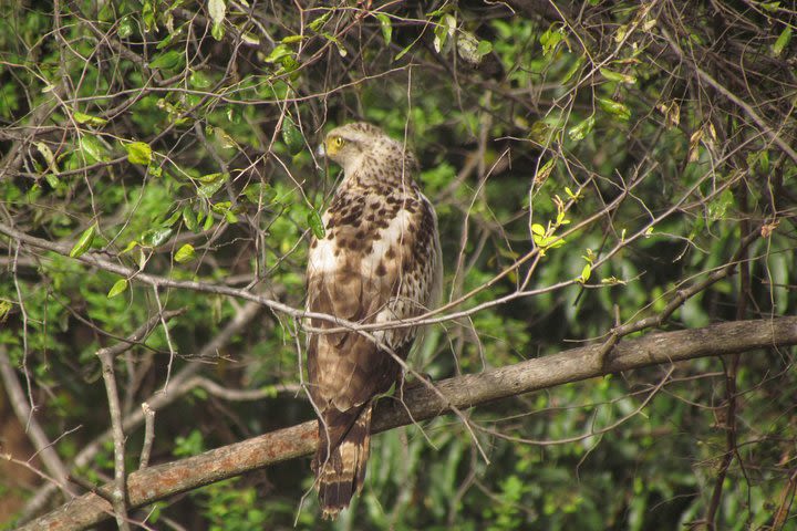 Bird Watching Around Mumbai - BPS image