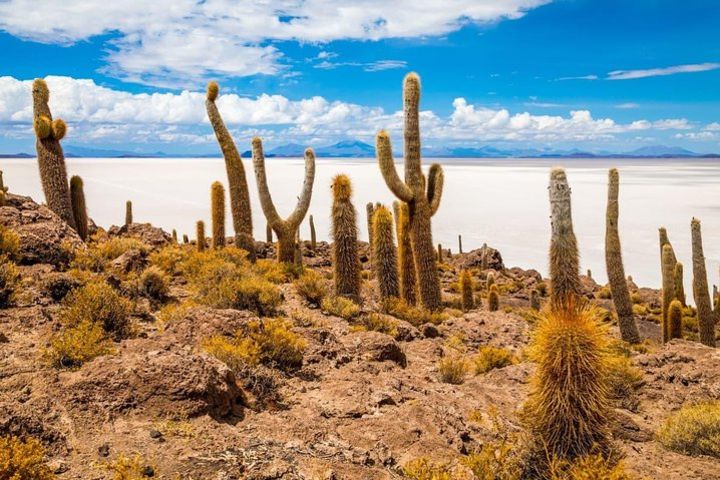 Salar of Uyuni 3 days 2 nights | Guide in English | Geisers | Lakes altiplanicas image