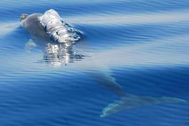 Dolphins and Benagil Caves from Albufeira - Allboat image