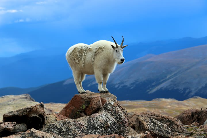 Mount Evans & Red Rocks Tour from Denver image