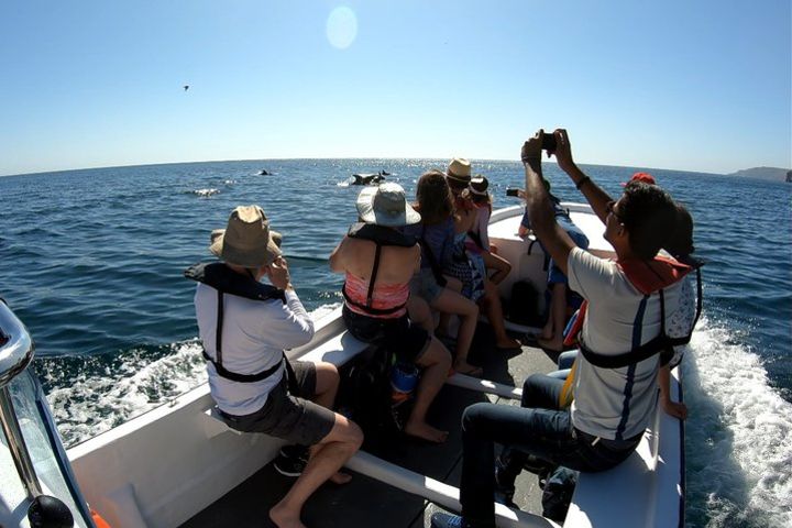 Dolphin & Arrábida Coastline Boat Tour image