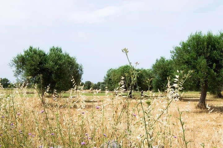 Visit of a vineyard with wine tasting & lunch image