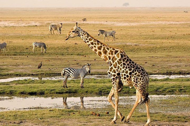 Chobe Day Trip  image