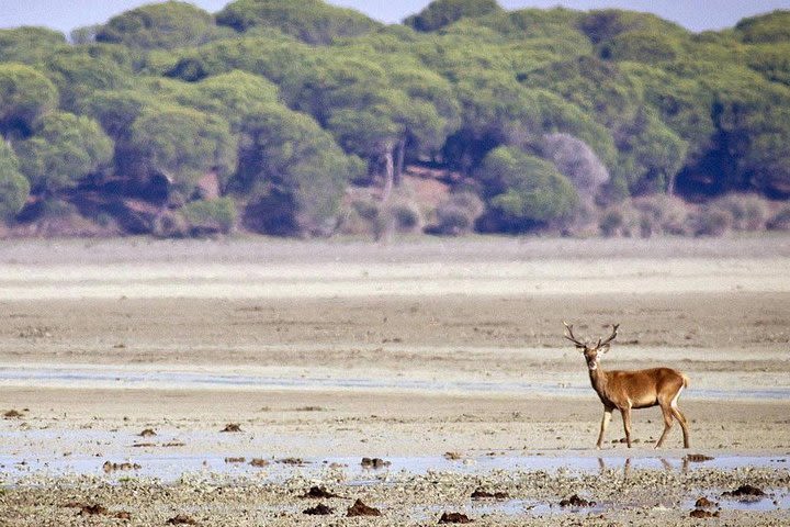 Private Day Trip from Jerez: Doñana National Park & Sanlucar image