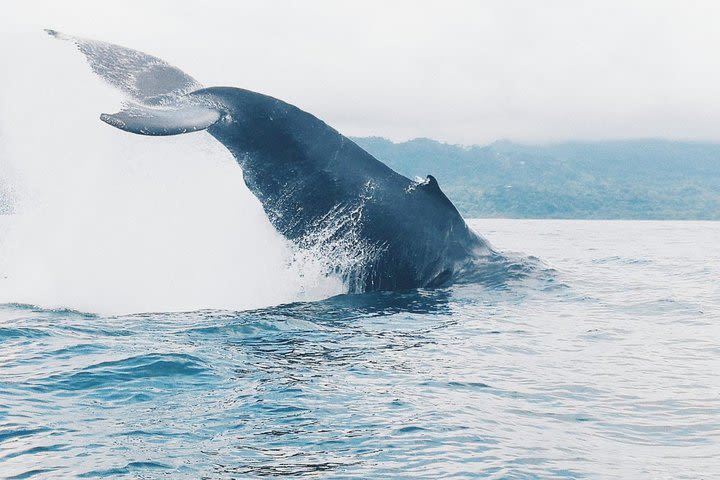 Whale watching (Avistamiento de Ballenas) One Day from San Jose image