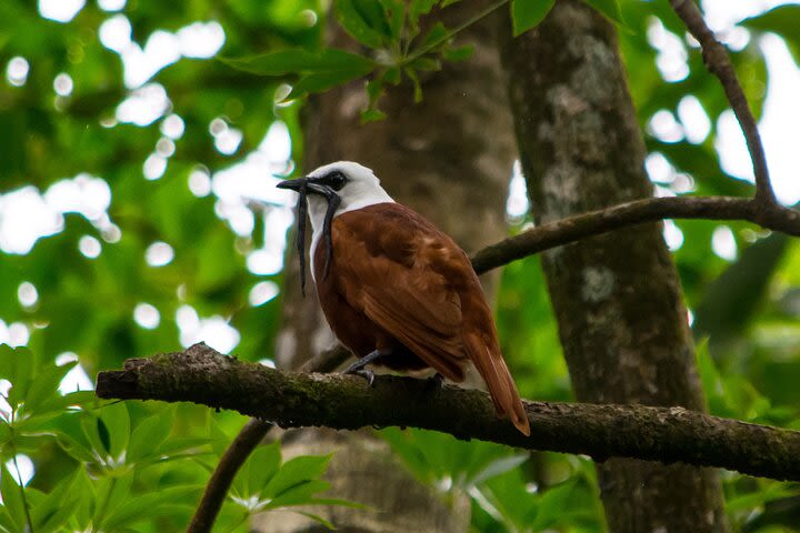  Natural History Walk: flora, fauna, culture and history (private tour) image