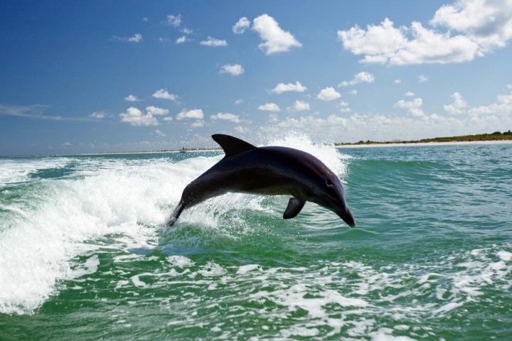 Side Dolphin Island Boat Trip image
