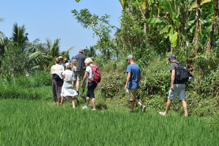 Tetebatu Walking Tour - Rice Terraces, Waterfall & Monkey Forest image