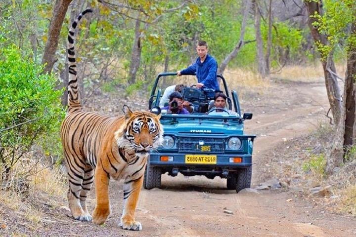 3 Days Jaipur Ranthambore Wildlife Tour Package image