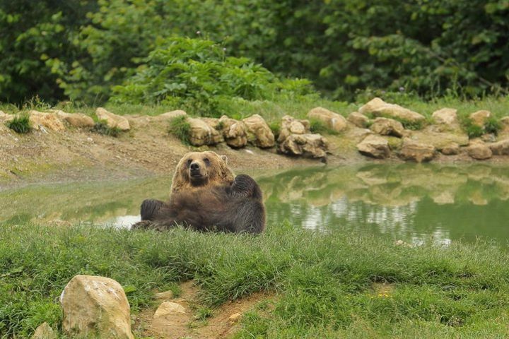 Private day trip to Zarnesti Bear Sanctuary and Bran Castle image