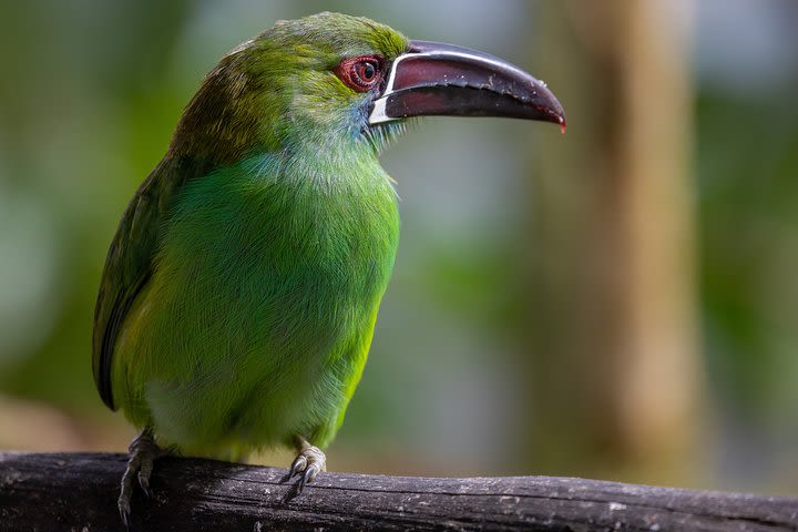 Full-Day Cloud Forest Reserves Private Guided Sightseeing Tour image