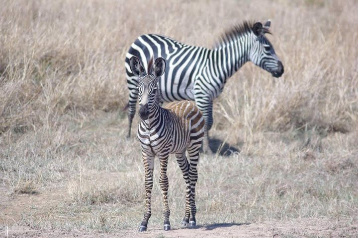 7 Day Safari To Selous, Mikumi and Ruaha National Parks + transfers image