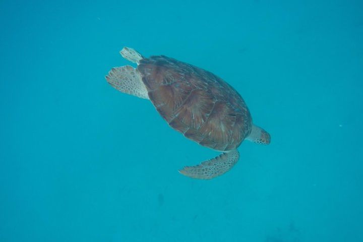 Elegance Catamaran Cruises sailing lunch snorkel and swim excursion  image