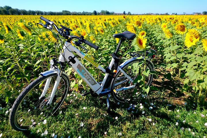 Pisa E-bike Tour image