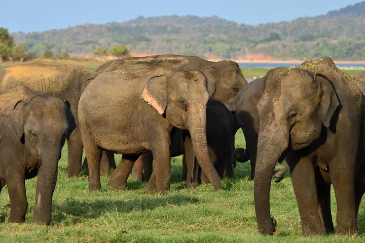 Safari at Udawalawe National Park image